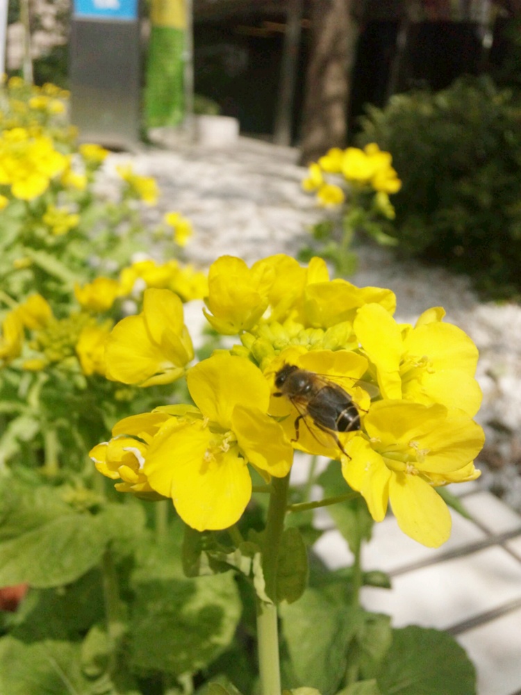 【地域連携】 「菜の花のさんぽみち」にECCコンピュータ専門学校 参加!