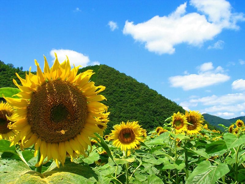 【お知らせ】　夏期休暇のお知らせ